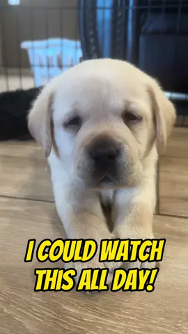 He was a good sport about it 🥹🥰🐾🐶 #pets #doglover #lifewithlabradors #woof #puppy #fyp 