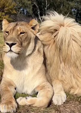 #king #and #queen #of #the #jungle #lion #lioness #animal #wildlife #predator #Love #affection #mamal #chilling #davidattenborough #fyp #animallover #foryoupage #fy #fypage #fypシ゚viral #4upage #viral #trending #danger 