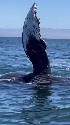 When the whale is so close that barely fits on the camera frame. Come whale watch with us!  🐳Book now using link in bio🎉 #whalewatching #whale #tail #orca #humpback #eat #sealion #breach #jump #fly #low #news #media #lunges #wildlife #montereycalifornia #coast #cali #sun #fun #fact 