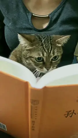 Escritores y sus gatos #gatos #michis #escritores #literatura #fyp