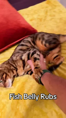 🏎️💨 😤 #bengalcat 