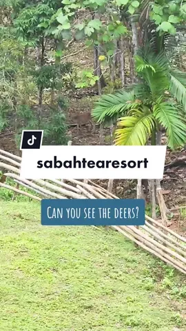 Come visit the deers at The Ranch when you are at Sabah Tea Resort #sabahtea #ranau #deer 