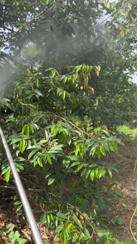 Trồng sầu riêng 1 tháng phun thuốc 3 lần như vậy có ổn không mọi người#63tiengiang #saurieng #xuhuongtiktok2023#uocduoclenxuhuong 