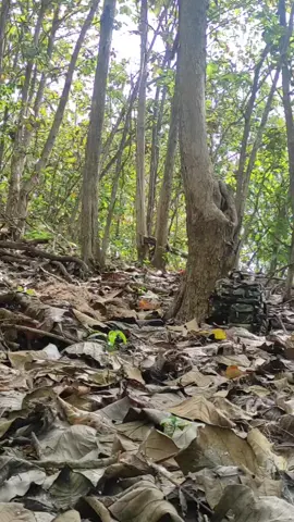 CAMOUFLAGE TRAP IN TEAK TREES.. #ghilliesuit #ghilliesuitsniper #ghilliesuitpower #ghilliesuitpubg #ghilliesuitpubgmobile #ghilliesuitatsafeway #tniindonesia🇮🇩 #tentaranasionalindonesia #bravotniindonesia🇮🇩 