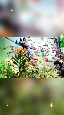 So many lovely little fishes, make me feeling happy #fish #fishtank #fishlife #pet #aquatic #fishingtiktoks #fishing #fishtok #aquarium #aqua #lovely #fyp
