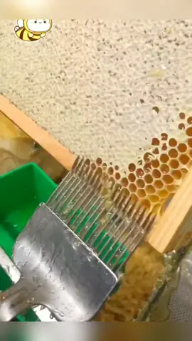 #honey #asmr #honeycomb #food #foryou 