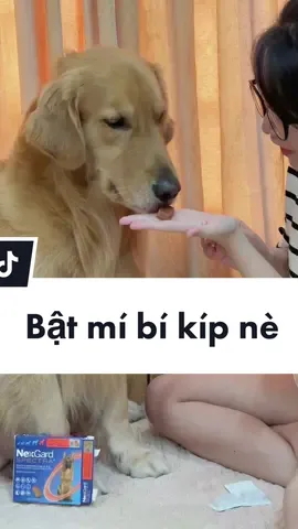 em Bâu lúc nào cũng sạch sẽ, khoẻ mạnh 😝 ngta nay làm anh hai rùi mà, nên trách nhiệm lắm á 🥰 #NexGardSPECTRA 
