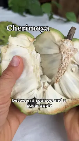 Cherimoya fruit is in the annonaceae family with other fruits like sugar apple, soursop, and custard apple. I think cherimoya is a perfect blend of soursop and suagr apple, with the slightly grainy texture, sweet flavor, and hint of citrus acidity.  Cherimoya is ready to eat when soft like an avocado and the skin will easily peel off. The skin is edible but most people don’t eat it because it can be slightly bitter and the seeds are not edible. The taste reminds us of a more pineapple-y sugar apple with a smooth & silky texture and no graininess at all.  💚Find cherimoya at www.fruitsncahoots.com (website opens Friday @ 9!) for pickup at our fruitstand: Open every Friday-Sunday! #cherimoya #cherimoyachile #annonareticulata #annonasquamosa #freshfruit #fruit #opening 