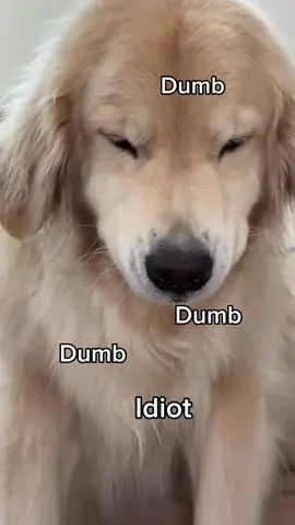 a real conversation 😭#corgi #goldenretriever #dogsoftiktok #funnyvideos 