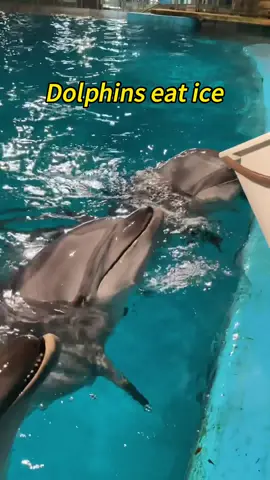 Dolphins also like to eat ice, who knows why? #beluga #dolphin #eatice #animals 