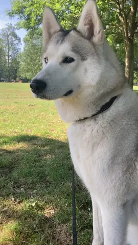 Natini kosen having reas in the park🐾😘❤️