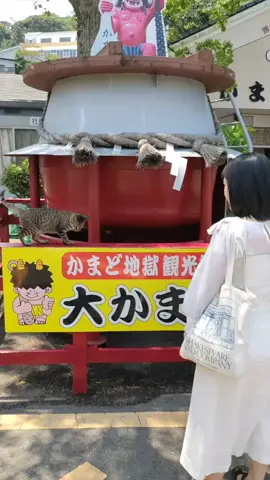 肩乗り猫リクちゃん　触れ合い撮影会　別府地獄めぐり　Cat cute video　♯shorts　♯ネコおもしろ　♯ネコかわいい　♯猫おもしろ　♯猫かわいい　♯ネコ　♯猫　♯Cat cute 　♯Cat ♯鉄輪温泉　♯別府地獄めぐり　♯地獄めぐり　♯別府