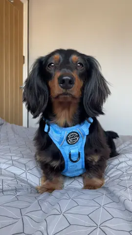I think you dropped something🤭 #ithinkyoudroppedsomething #ithinkyoudroppedsomethingmyjaw #ppb #pawsomepawsboutique #dogharness #letsmakebreakfast #dogmeal #dogmealpreparation #dogmealprep #slowfeeder #slowfeederfordogs #slowfeederbowl #bevysfurbabies  #omni #comefeedmydog #comefeedmydogwithme #dogfoodasmr #feedmydog #tiktokdogs #enrichmentfordogs #dogfoodideas #lickimatfordogs #lickimat #snufflemat #snufflematfordogs #snufflematt #funnydogtiktokvideo #funnydogtiktok #funnytiktok #sassytoks #sassytok #sassytiktok  