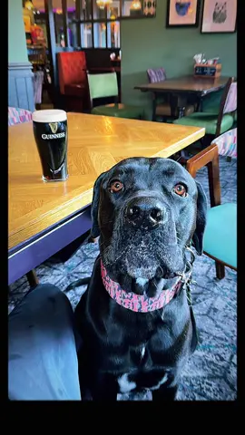 My giant baby 🥺 #CapCut #canecorso #canecorsomastiff #dogsoftiktok #fyp #fypage 