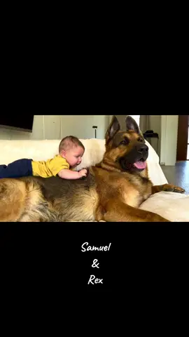 #samuelsdogs #gsd #germanshepherd #germanshepherdsoftiktok #germanshepherds #germanshepherddog #dogsoftiktok #rex #samuel #სემუელ #samuelandrex 