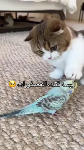 القطط بريئه وتلعب معاهم 😂🥺 #البسه_اكلت_العصفورات #البسه #اكسبلور #ترند #foryou #explor #trend #viral #قطط #طيور #catsoftiktok #fyp #fypシ゚viral 