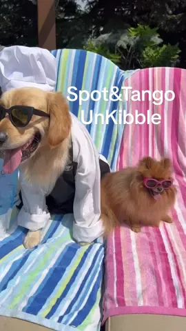 #ad The most delish doggo food on the market! #spotandtango @Spot & Tango 