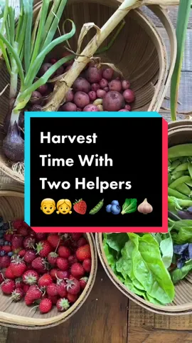 My daughter wanted to join in today’s harvest. Harvesting with two little “helpers” is different 🤣 but they are learning how to grow their own food and enjoying the process so I certainly can’t say no. Strawberries and peas are very close to the end but raspberries and potatoes are just ramping up. Summer harvests are the best! #harvesttime #potatoharvest #strawberries 