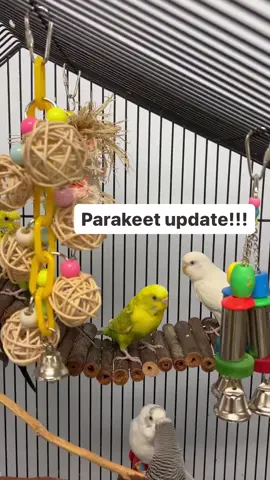 Update on the parakeets left in the Parrot Stars parking lot 2weeks ago!! #adoptaparakeet #parakeetadoption #parakeet #parakeets #parakeetsofinstagram #parakeetsofig #adoptme ##cutebirds #cuteanimals #happyparrot #parrot #parrots #parrotlife #loveparrots #parrotlove #parrotsofinstagram #parrotsofig #parrotstars #parrotstarsarlingtonheights 