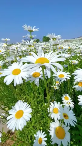 #chrysanthemum #The wind#beautiful #flower 