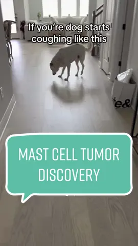 MCT is the most common cancer in dogs. This is how we found out Brady had cancer, one year ago.  Shortly after this cough appeared, I found a lump hidden in his inner thigh. I was taking him to the vet to treat this cough when I also brought up this mass. His vet aspirated the mass and it was cancer.  Now, I dont know if his cough and the MCT were related but after getting the mass removed and taking Zyrtec daily, we never heard it again. Unless, he hasnt taken Zyrec in 3+ days. Which leads me to believe Brady has allergies and the uptick in histamines in his body during the MCT discovery couldve made him start coughing. However, that’s speculation on my part.  Nonetheless, our dogs cannot tell us if something feels off in them. It’s our job as furparents to observe their body language, their behaviors, and do body checks. So, we can advocate for them at the vets office. #mastcelltumor #doghealth #mastcell #mct #dogmom #dogparent 