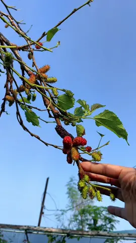 Replying to @123🌀 🤣🤣 #mulberry #mulberrypicking #mulberrytree #mulberries #farming #farminglife #farmer #farmlife #farmers #farmgirl #farmtok #gardening #gardentok #gardening101 #harvesting #viralph #tiktokph #fypシ #fyp #fypシ゚viral #viral 