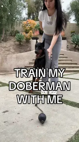 Train my Doberman with me! I love teaching him new thing🗣️ hes such a smart boy✨👏🏼 #doberman #dog #dobermantraining 