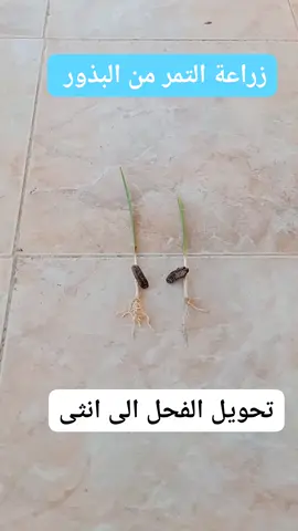 زراعة التمر من البذور #اشجار #زراعة_منزلية #خضار #تمر #نخيل #تمور