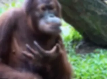 #funnyvideos #gorilla #playwater #viral #tiktok #fyp 