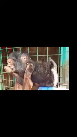 হাহাহা#হাহাহাহাহা😆😆😆 #bangladesh🇧🇩 #@For You #@For You House ⍟ #@foryoupage🌐 #@Banglar Sayeer #@tiktok creators #@TikTok 