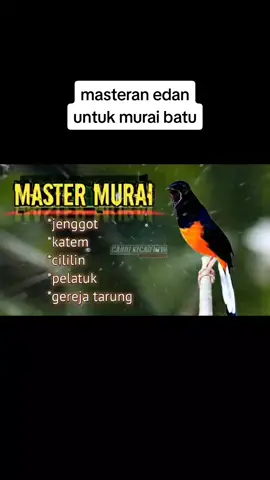 masteran udan murai batu  #cakjenggot #kapastembak  #cililingacoran  #pelatukgacor  #gerejatarung 