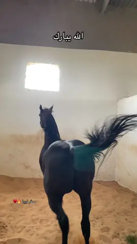 #الجواد_صقر_ليبيا #ربي_يبارك_مشالله❤ #صلات_على_النبي #مشاءالله #خيل #خيل_وخياله🐎 #🔥❤️ #فرسان_ليبيا #فرسان_الخيل #ليبيا🇱🇾 #الله_يبارك #تبارك_الله #لاقوة_إلا_بالله #اكسبلور #لايك #فولو #tiktoklooks #fyp #foryou #