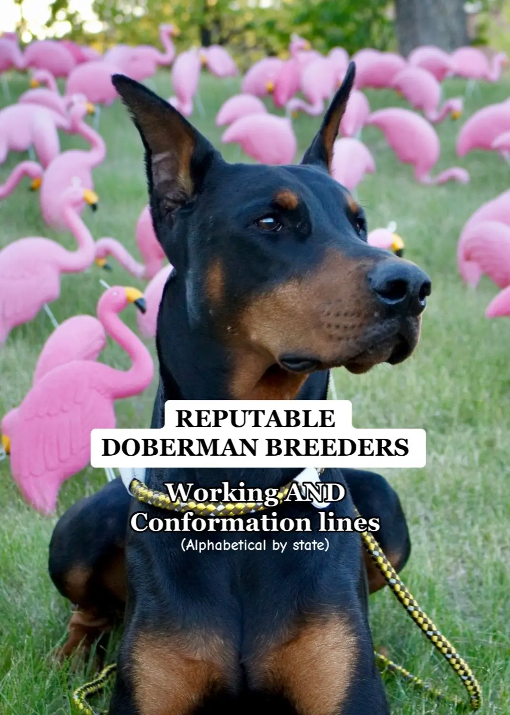 Apparently Ohio is the place to be for Dobe people 😂😂❤️ All info can be found on the DPCA and UDC websites #doberman #reputablebreeder #reccomendation #ethicalbreeder #conformationdog #workingdog #akcdogshow #protectiondog #dobermanpinscher #part2 #americandoberman #eurodoberman #dogbreeding #adoptdontshop #propoganda #adoptorshopresponsibly #doyourresearch #fyp #wellbredpurebred #dogcommunity #dogtok #reccomended 