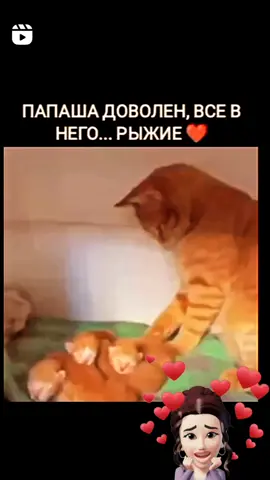 #папакот #рыжийкот #довольный #мяу 😇🤗🥰