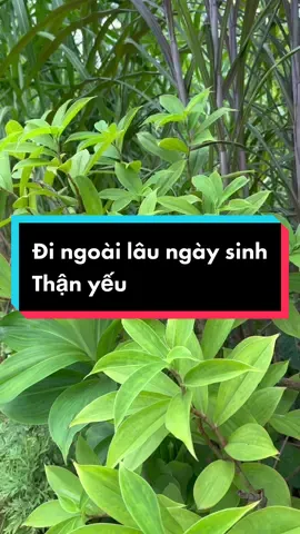 Đi ngoài lâu ngày sinh ra thận yếu #thaoduocbaoan #thanyeu