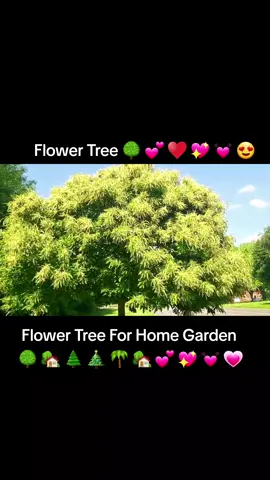 flower tree | flower trees for home garden | beautiful trees for garden #tree #floweringplants🌼🌺🌹 