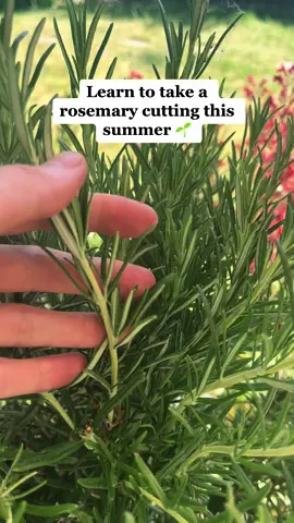 Learn to take a rosemary cutting with me. Rosemary is super easy to propagate and it doesnt take long to root. Let me know in the comments if you give it a try! 🌱 ##gardening##gardentok##propagate##rosemary##uk##gardeningfun
