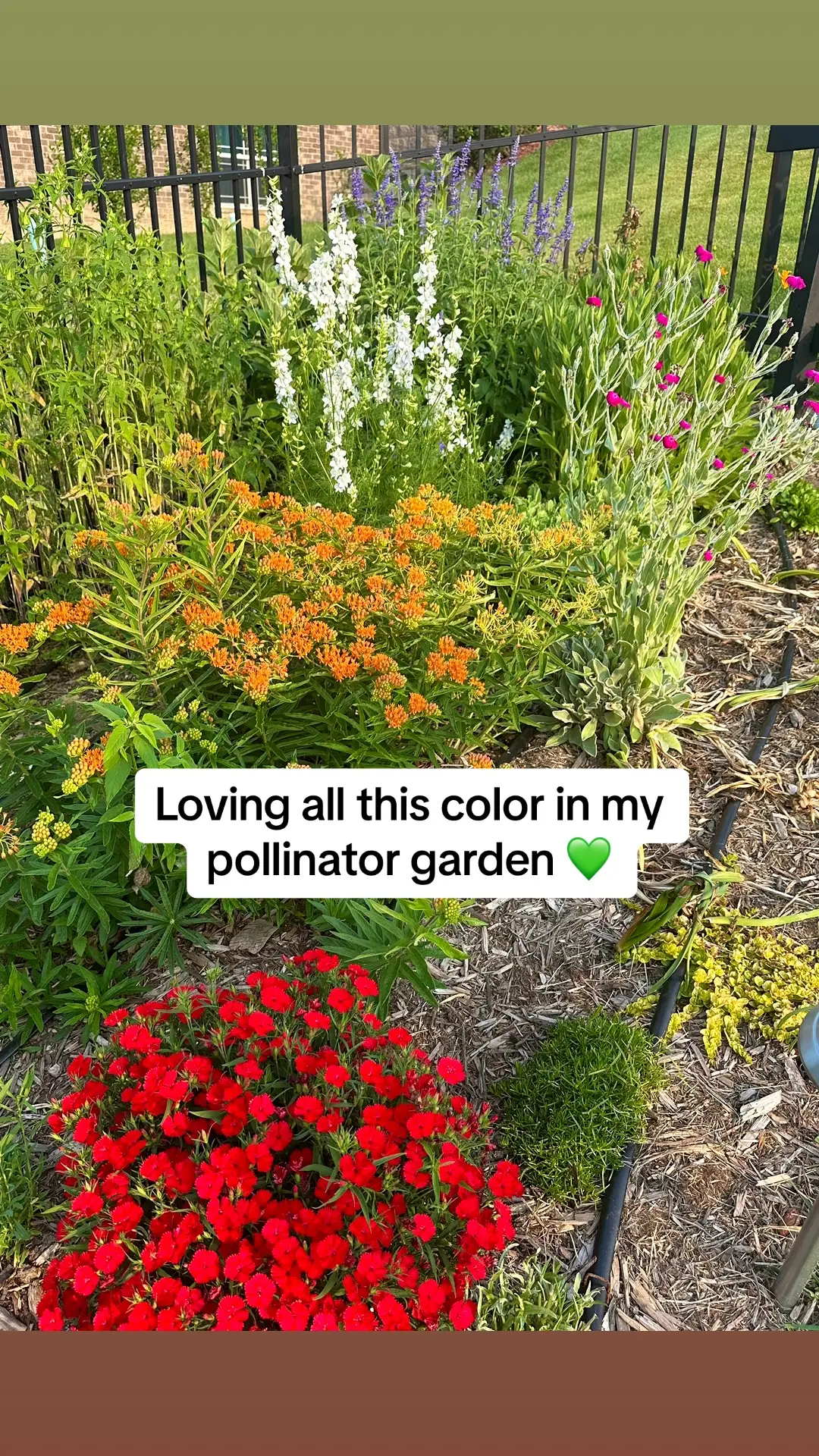 So much color in this pollinator garden! #pollinatorgarden #pollinatorsareimportant #pollinatorswelcome #flowergardening 