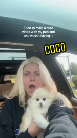 Who did it? Probably Coco #dogsoftiktok 