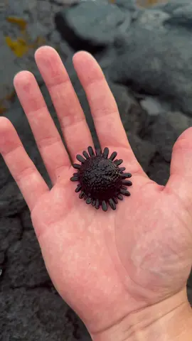 Real life aliens in the ocean #animals #nature 