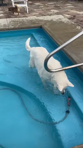 I have no idea why there’s a weird background sound but here’s a glimpse into Nova’s scary morning #waterdog #nova #fyp @ldrotar77 