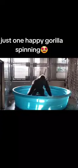 #gorilla #fun #spinning #spin #peteburns #water #paddlingpool #youspinmerightround #happy #fyp #foryourpage 