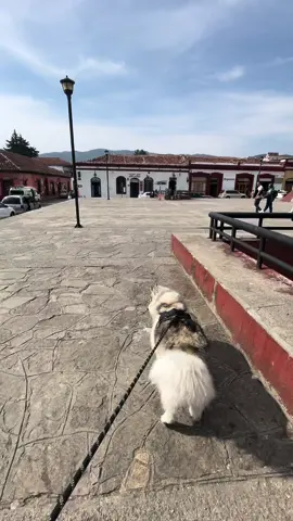 Estilazo pa caminar 🌝#husky 