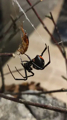 Black widow spider eating #scary #spider #blackwindow #feeding #terrarium #foryou #dc 