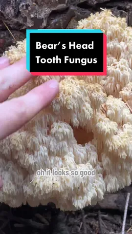 I was lucky enough to find this massive chunk of #BearsHeadTooth or #Hericiumabietis growing on a downed Douglas Fir in Oregon. It is a relative of Lions Mane that grows on Conifers (as opposed to hardwood), causing white rot (digests the lignin in the wood). This is an exceptionally tasty edible mushroom with crab like texture that can be used to make mushroom “crab” cakes.  . . #hericium #malheurnationalforest #bearstooth #bearstoothfungus #foraging #mushroomedu #fascinatedbyfungi #biology