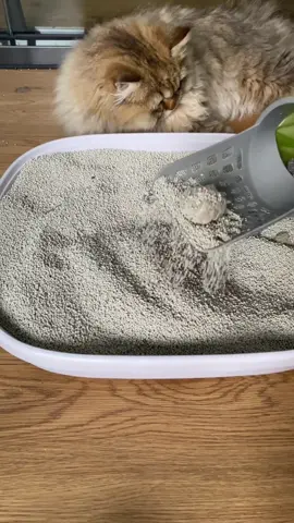 TikTok made me buy it 👀This is a necessity for cat owners 🥰#fyp #catowner #catmom #catlover #petsupplies 