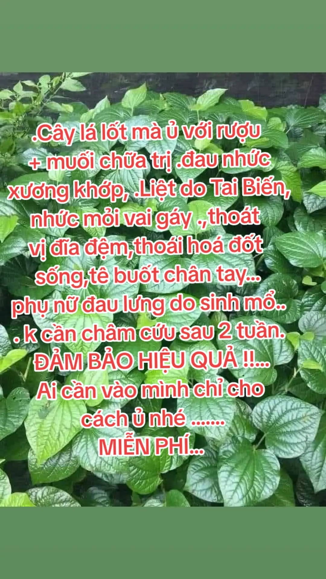 .Cây lá lốt mà ủ với rượu + muối chữa trị .đau nhức xương khớp, .Liệt do Tai Biến,nhức mỏi vai gáy .,thoát vị đĩa đệm,thoái hoá đốt sống,tê buốt chân tay... phụ nữ đau lưng do sinh mổ.. . k cần châm cứu sau 2 tuần.  ĐẢM BẢO HIỆU QUẢ !!... Ai cần vào mình chỉ cho cách ủ nhé ....... MIỄN PHÍ... #xuhuongtiktok 