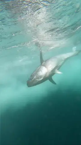 #fy #viral #fypシ #fish #fishing #gofishing #topwaterfishing #explore #اكبسلور 