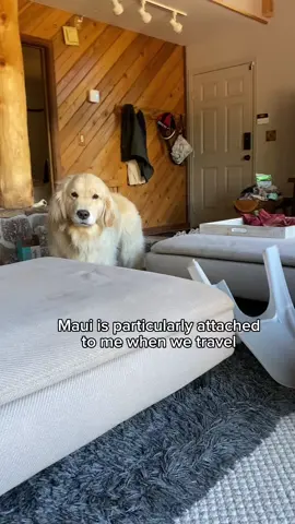 My favorite moments during travel #dogsoftiktok #goldenretriever #clingydog #sweet 
