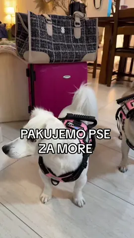 Sta vi nosite svojim psima kad putujete sa njima? 💗